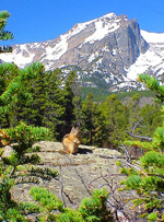 Sprague Lake Squirrel