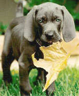 Weimaraner at edalbaugh.com